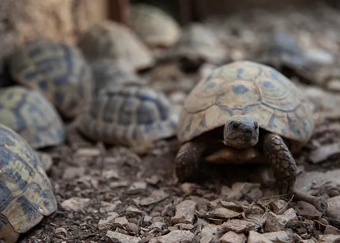 Appartamento Svemir *